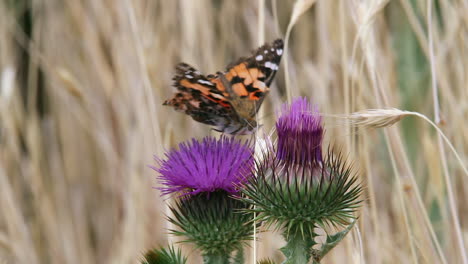 orange painted lady butterfly probes purple thistle flower for nectar