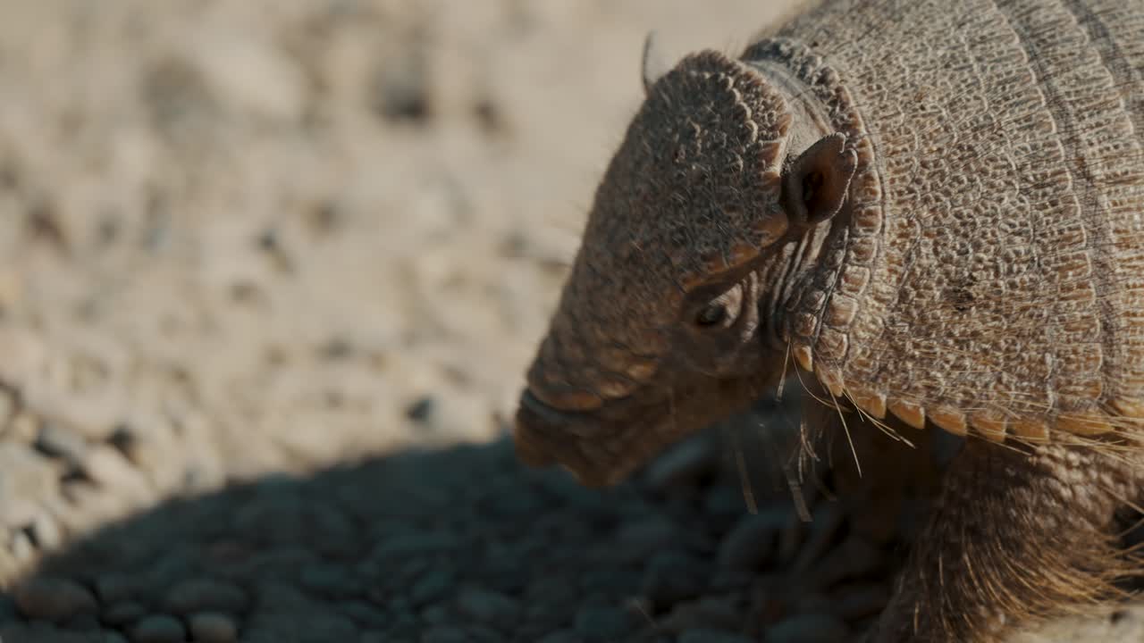 primer plano de la cabeza del armadillo enano que se alimenta en la península de valdes, chubut, argentina