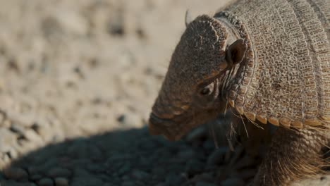 Closeup-Of-Head-Of-Dwarf-Armadillo-Foraging-In-Valdes-Peninsula,-Chubut,-Argentina