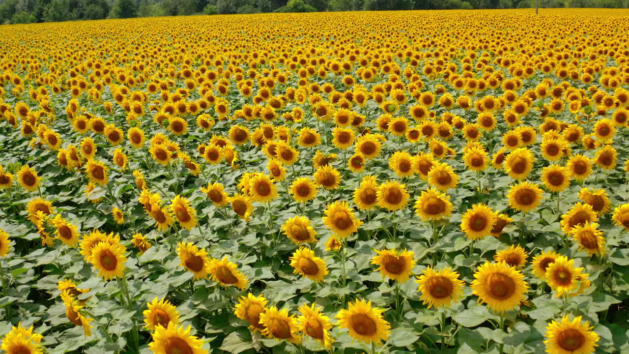 Colorful landscape of blooming sunflowers. Flight over beautiful sunflower field. Background of bright yellow sunny agriculture plants in summer. Drone view.