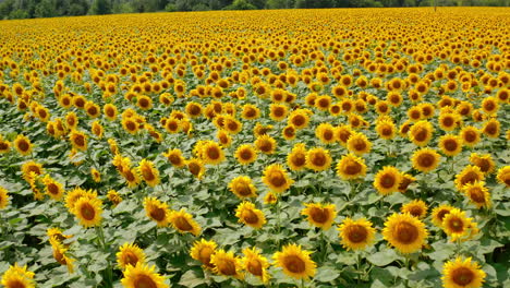colorful landscape of blooming sunflowers. flight over beautiful sunflower field. background of bright yellow sunny agriculture plants in summer. drone view.