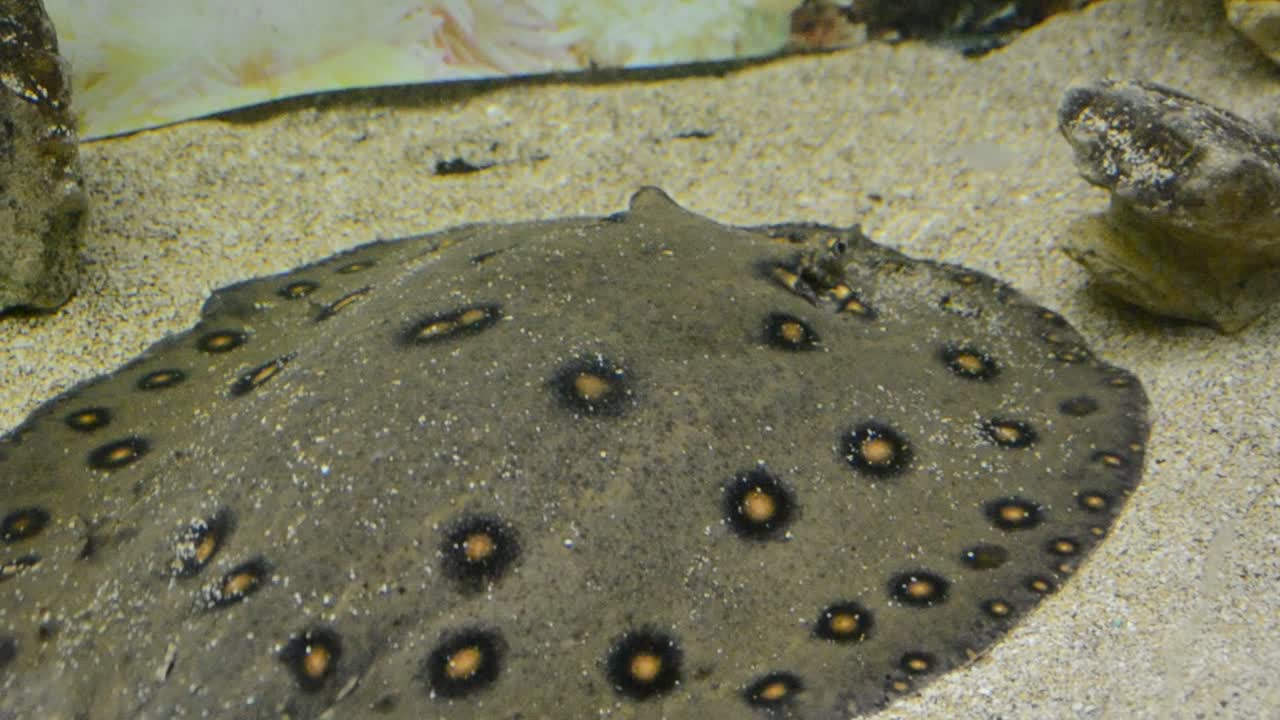acquario con pesci