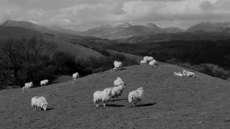 Ovejas-En-El-Montículo-De-La-Colina-Con-Montañas-En-El-Fondo,-Al-Norte-De-Gales-En-El-Reino-Unido