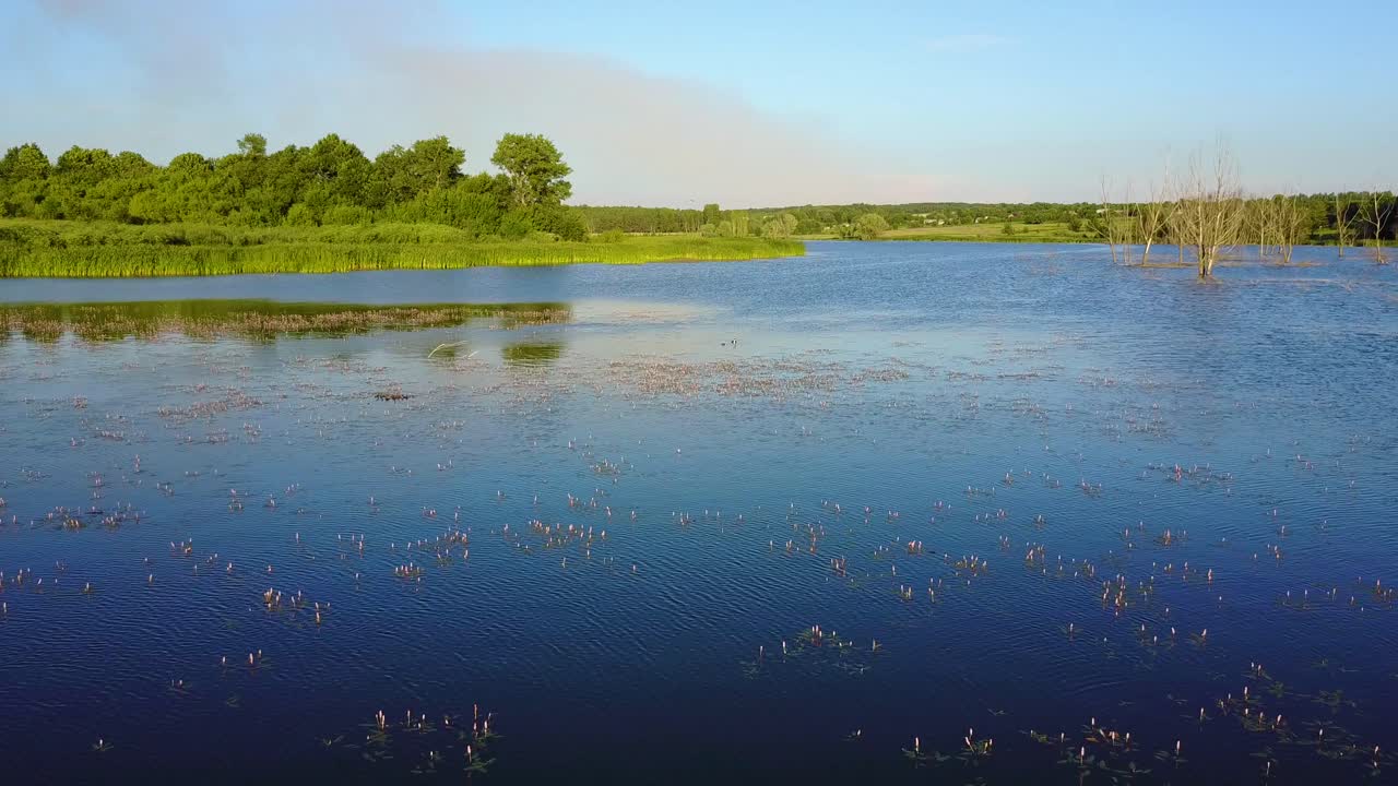 Dead Trees Flooded in Water. Aerial shot of the dead tree by the lake with the beautiful blue sky