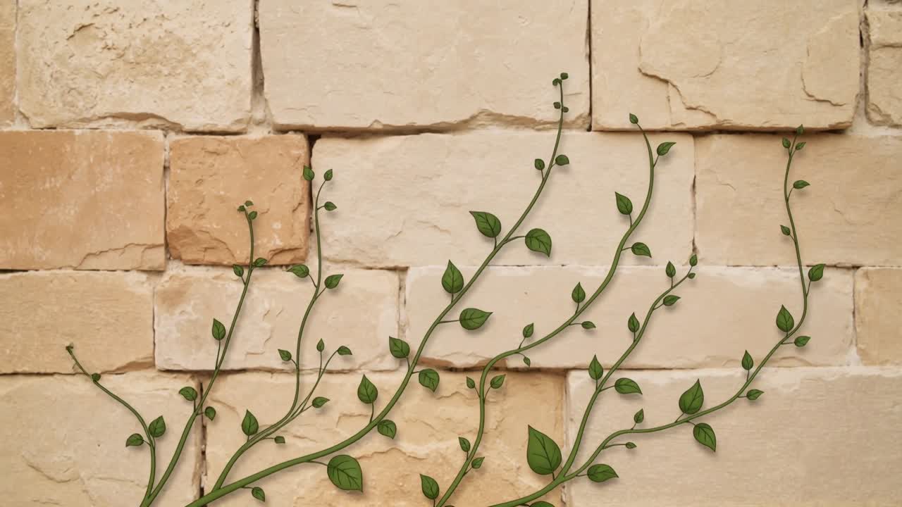 Vite rampicante che si estende e si ramifica su un muro di pietra beige, con un timelapse che mostra la crescita della pianta.