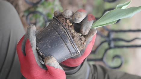 planting a tulip