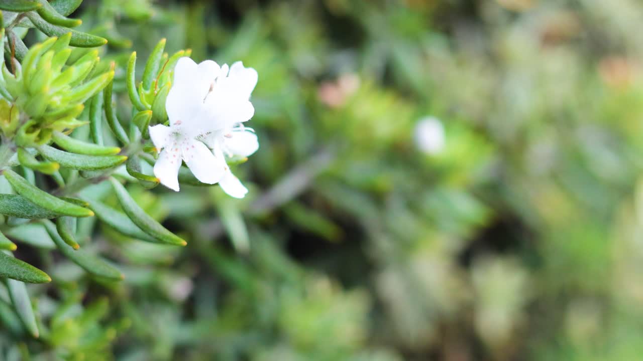 자연 환경 에서 꽃 이 피는 관목 의 클로즈업