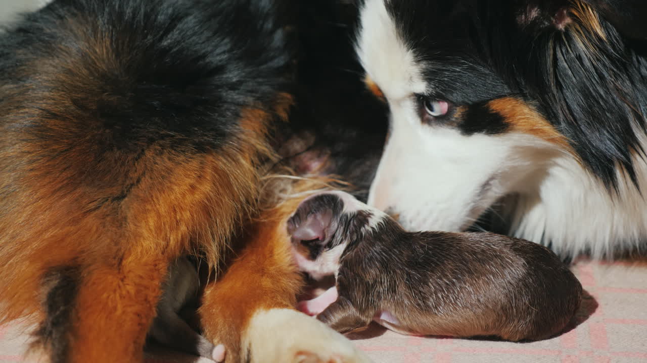 pastor australiano cuida a su cachorro recién nacido 09