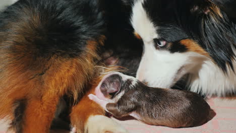 pastor australiano cuida a su cachorro recién nacido 09