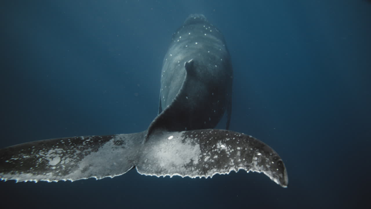 고래의 척추와 리는 신비로운 바다 물에서 미끄러져 있습니다.