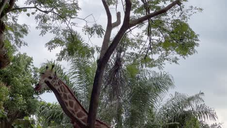 jirafa de rothschild alta, jirafa camelopardalis rothschildi con piel pálida caminando alrededor del árbol, tratando de alcanzar comida colgando en la parte superior del zoológico de singapur, reservas de vida silvestre de mandai, tiro de mano