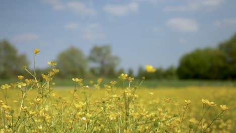 Campo-De-Ranúnculos-Amarillos-Balanceándose-Suavemente-En-Un-Día-Soleado,-Con-árboles-De-Enfoque-Suave-En-El-Fondo