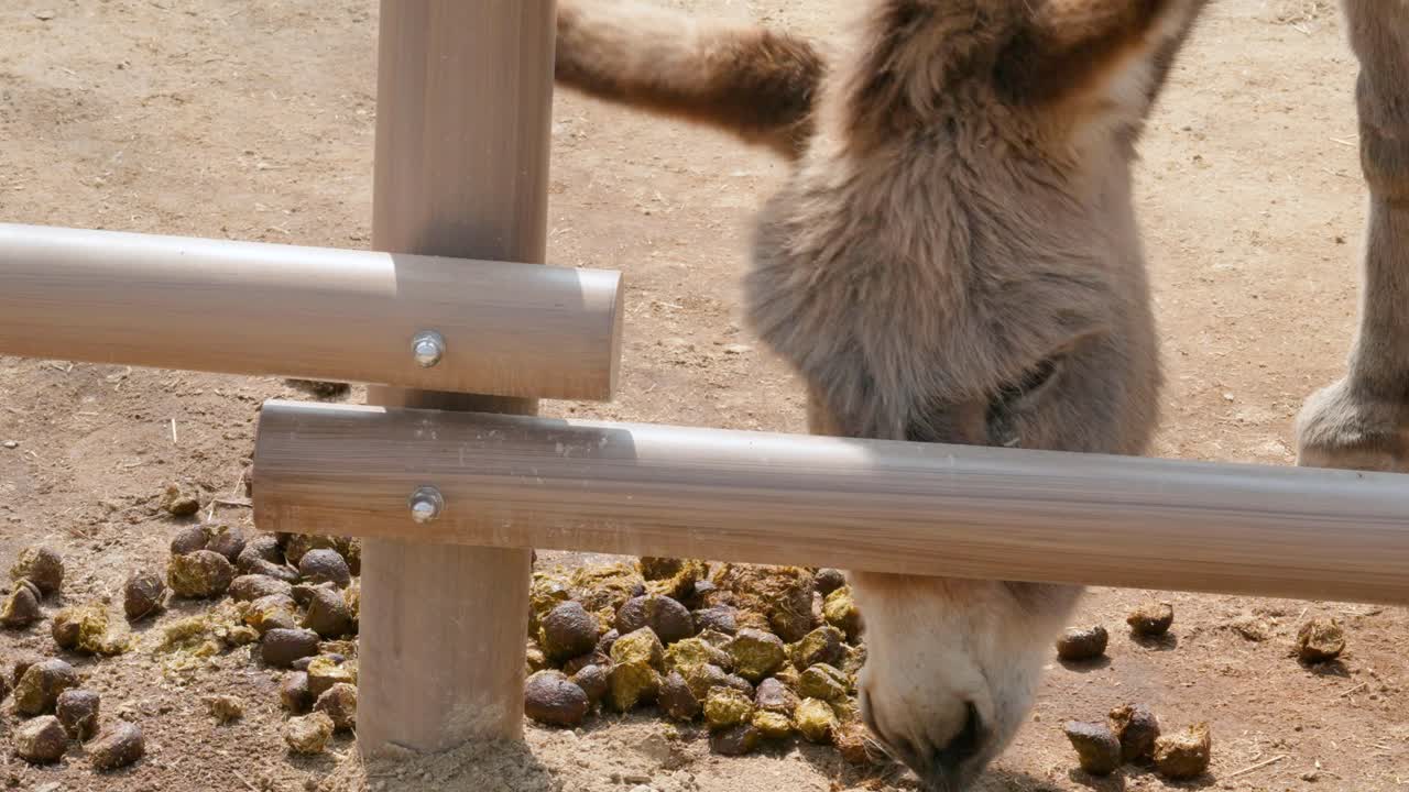거름에 울타리 스니핑으로 국내 당나귀