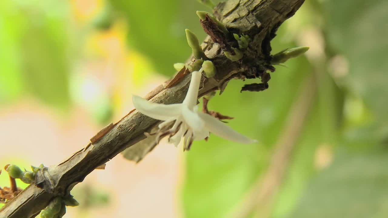 열대 우림에 피는 부겐빌레아 꽃 2