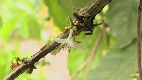 Bougainvillea-Blumen-Blühen-In-Einem-Tropischen-Regenwald-2