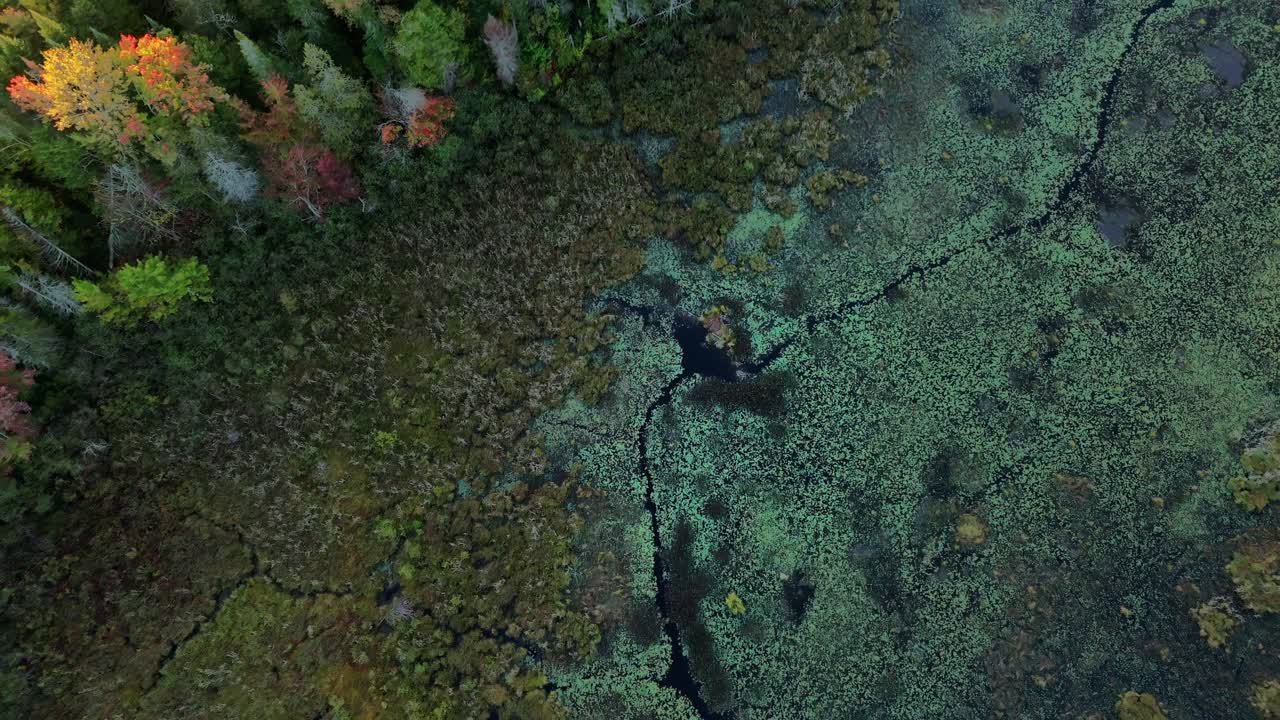 An aerial view of a vibrant wetland with autumn foliage on the left and dense green aquatic vegetation on the right, divided by a dark, winding stream.