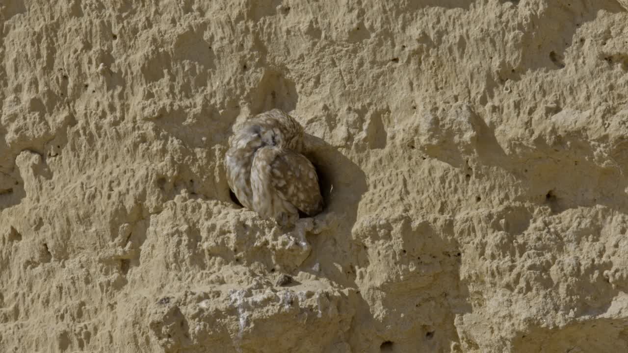 A young Little Owl (Athene noctua) sits at the entrance of its nesting hole in a clay cliff