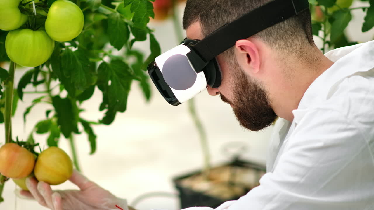 Laboratory technician in a white coat wearing a Virtual Reality headset, analysing tomatoes grown in a greenhouse