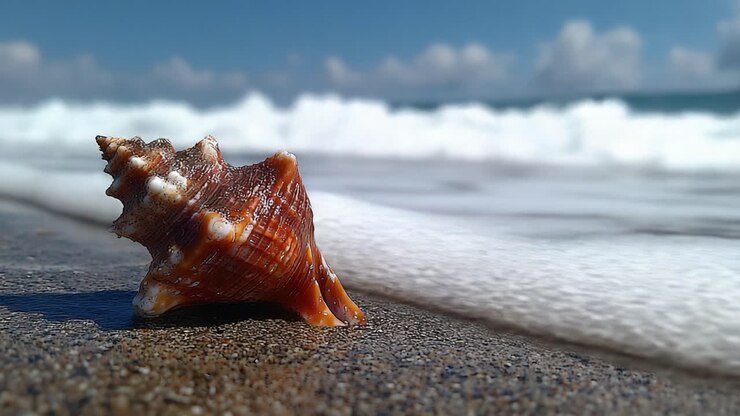 A Beautiful Seashell Resting on a Sandy Beach with Gentle Waves Lapping in the Background, Capturing the Splendor of Nature's Coastal Wonders