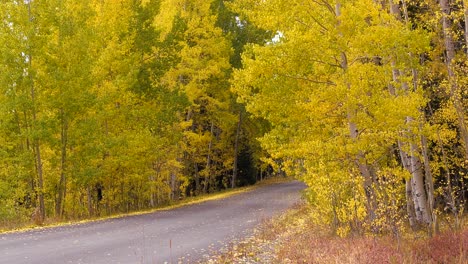 Yellow-aspen-trees-bordering-a-road-on-a-windy-day