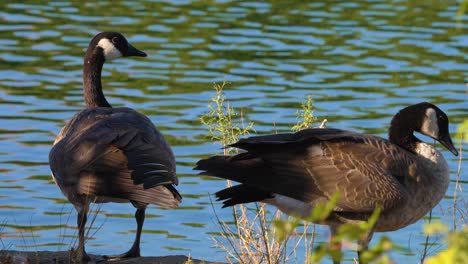 4k pair of geese standing pond side slightly slowed down footage