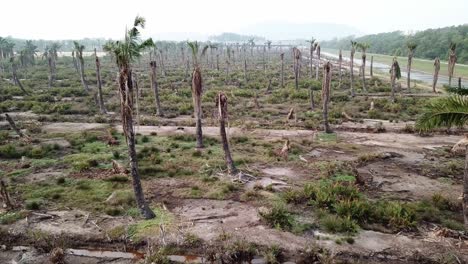 Dead-palm-trees-in-Penang,-Malaysia.