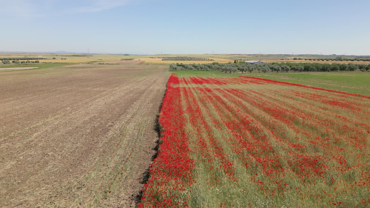 Volo con un drone dove l'immagine mostra un campo di papaveri rossi e un altro campo coltivato appena raccolto; sullo sfondo si scorge un uliveto nella provincia di Toledo, Spagna