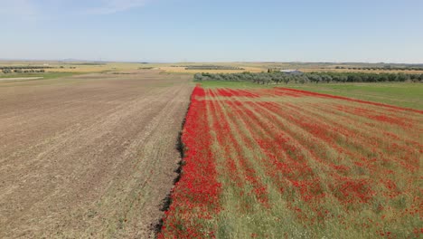 Flug-Mit-Einer-Drohne,-Bei-Dem-Das-Bild-Mit-Einem-Feld-Mit-Roten-Mohnblumen-Und-Einem-Anderen-Kürzlich-Abgeernteten-Feld-Geteilt-Wird.-Im-Hintergrund-Können-Wir-Eine-Ernte-Von-Olivenbäumen-In-Der-Provinz-Toledo,-Spanien-Sehen