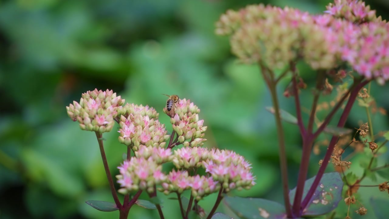 Honningbi flyver omkring silkeplanteblomster