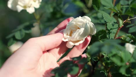 close up to female hand holding small white rose flower