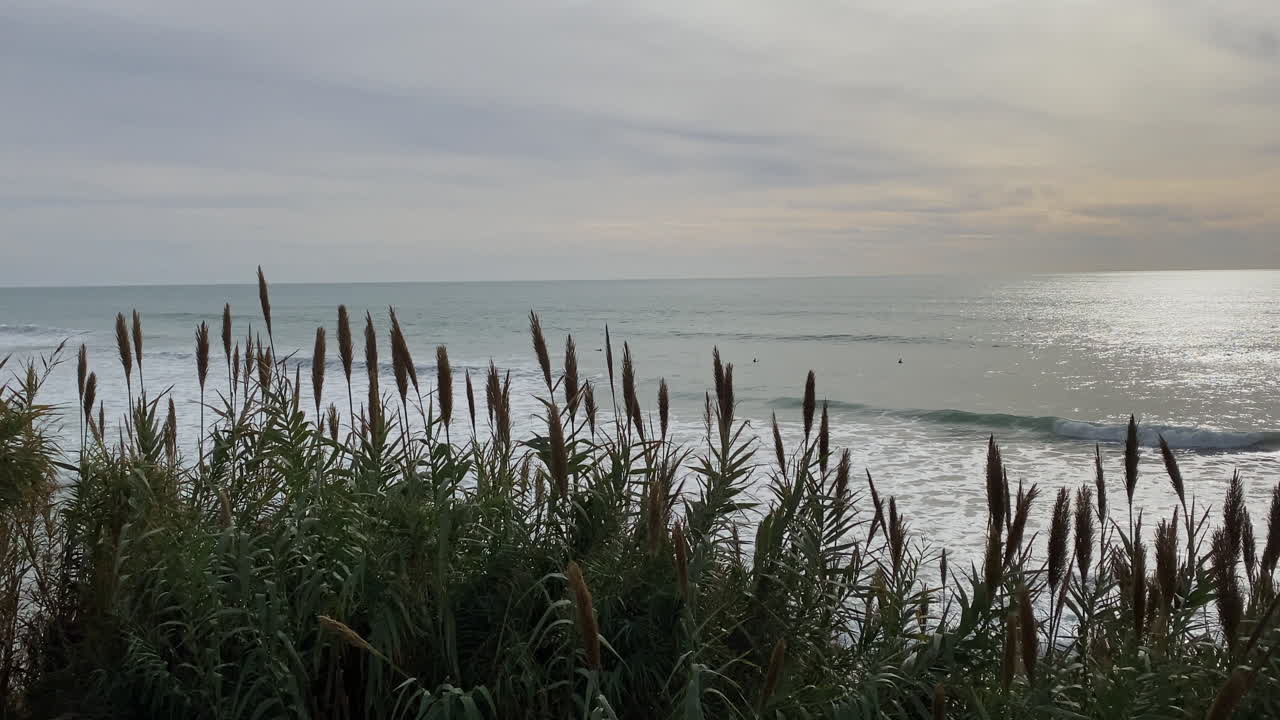 some Surfers paddle toward a peeling green wave while tall reeds frame the Atlantic, capturing a quiet winter session in Fuente del Gallo