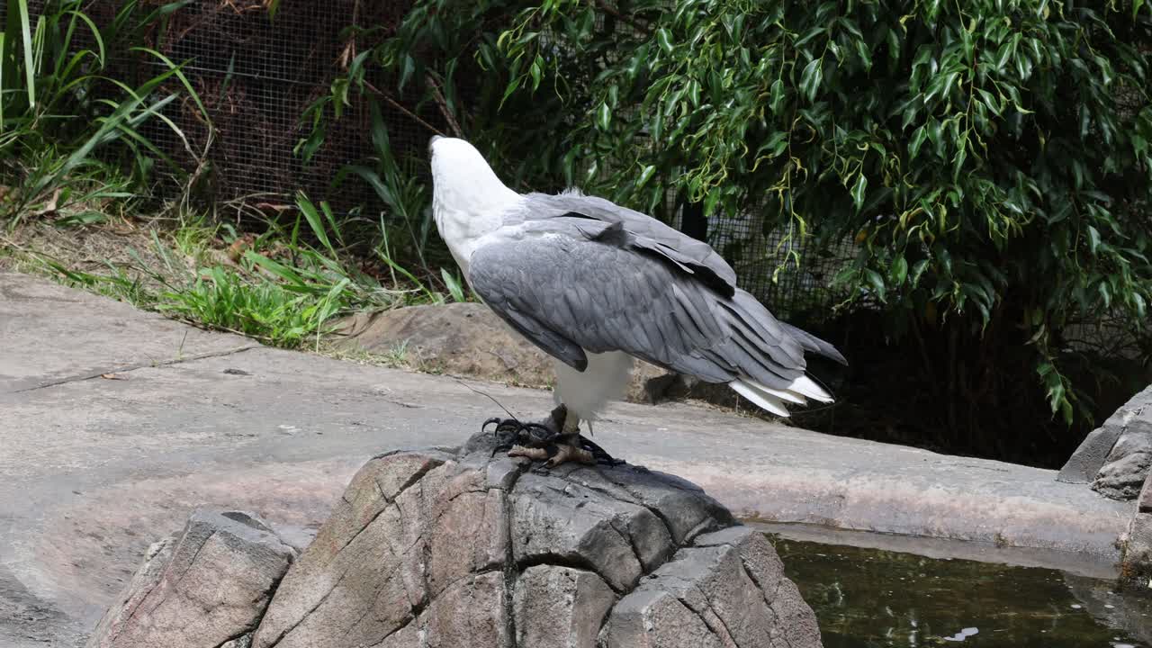 하피 독수리 는 바위 가 있는 하천 을 돌아다니며 관찰 하고 있다