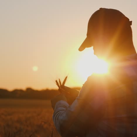 un agricultor de mediana edad se para en un campo mirando el trigo en sus manos 1