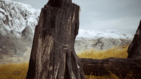 burnt tree logs after forest fire