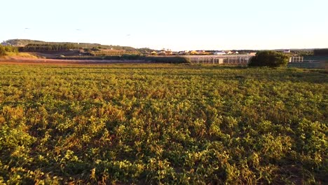 Aerial-view-of-agriculture-fields-being-watered-and-wind-fans-in-the-background,-going-forward-close-to-the-ground