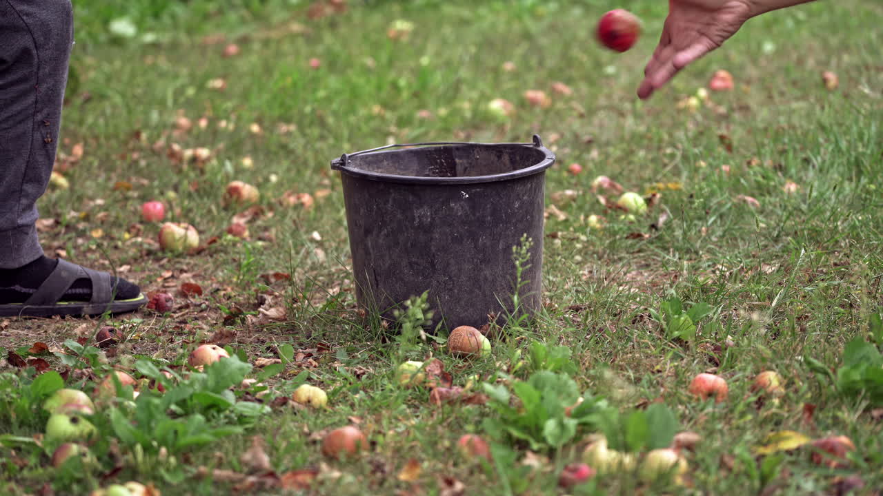 Apples picking in basket. Apples on the grass under apple tree
