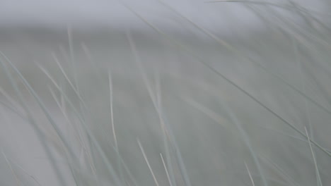 Slowmotion-of-waving-plants-in-the-wind-near-the-Belgian-dunes-LOG