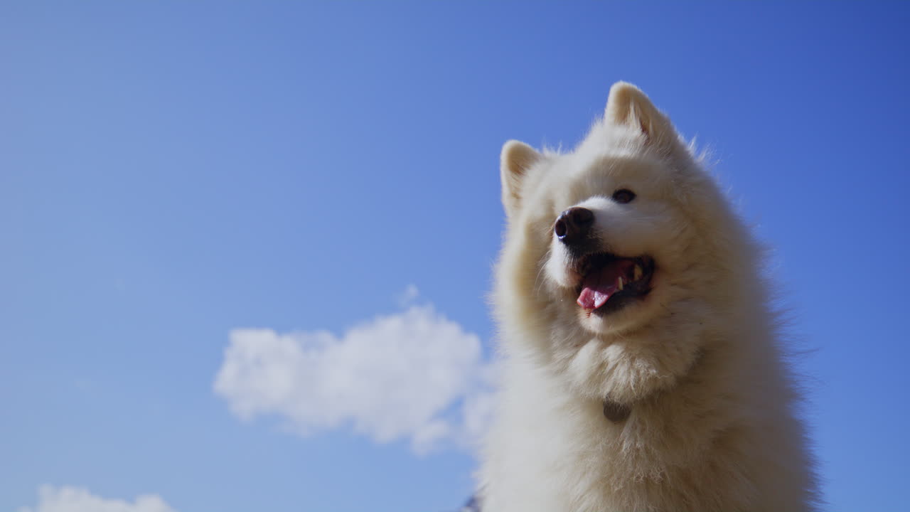 Samoyed and Shetland Sheepdog playing joyfully on a mountain field, surrounded by stunning alpine views and clear skies