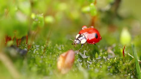 close-up de la vida silvestre de una mariquita en la hierba verde en el bosque