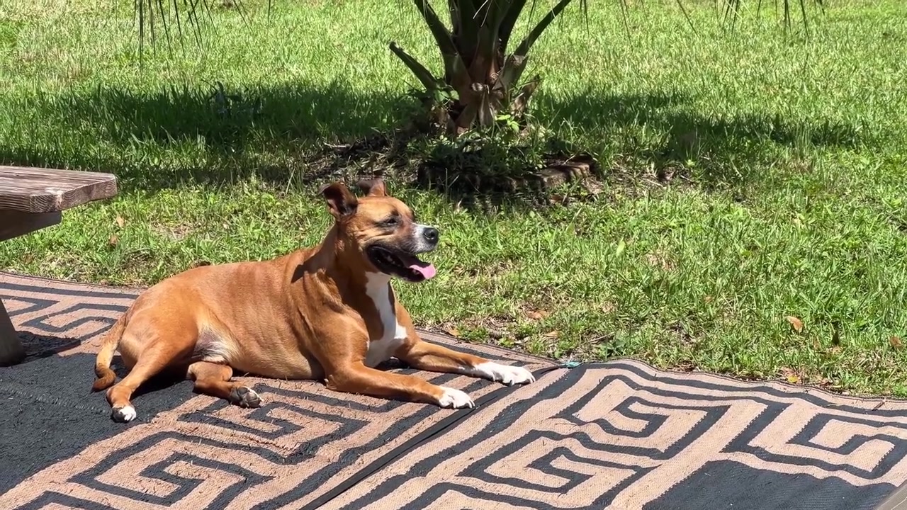 4K brown American Pit bull, boxer, mix. Laying on a RV matt outside in Fort Pirce, FL.