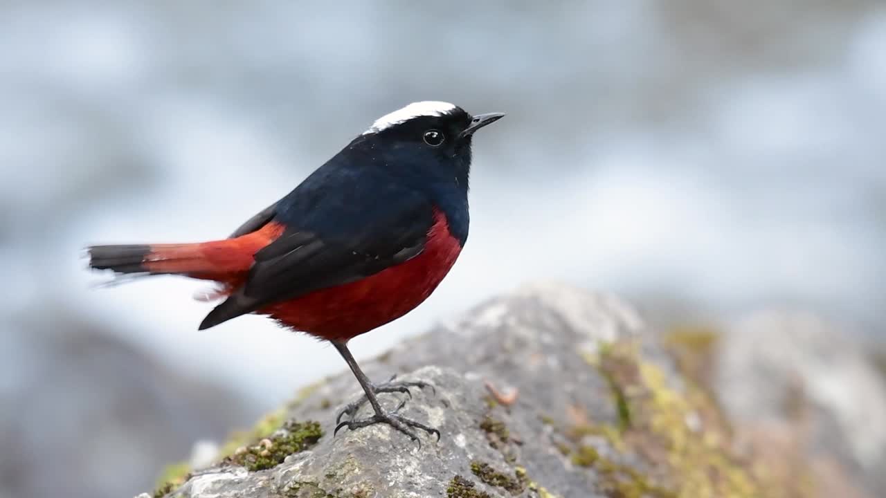 흰색 모자를 쓴 레드 스타트는 흰색 사랑스러운 왕관, 짙은 파란색-검은 날개 및 깃털 아래 갈색으로 유명하며 꼬리는 빨간색으로 시작합니다.
