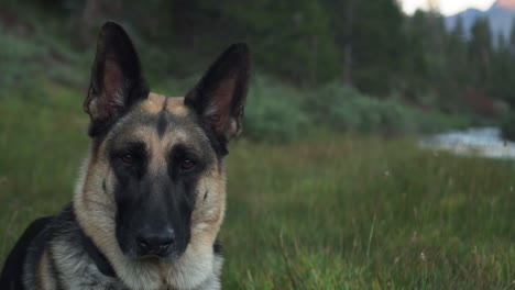 relaxed german shepherd on river bank taking a break