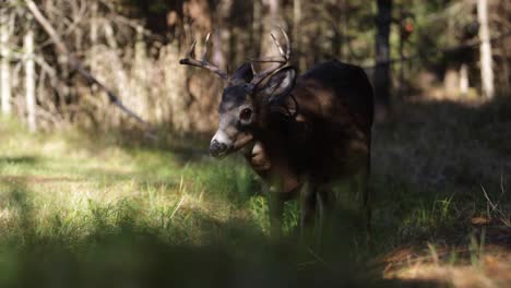 venado pastando en el borde del bosque y el movimiento de cámara deslizante de campo slomo