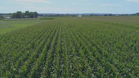 Una-Vista-Aérea-De-Cerca-De-Las-Tierras-De-Cultivo-Amish-Y-El-Campo-Con-Campos-De-Maíz-En-Un-Día-Soleado-De-Verano