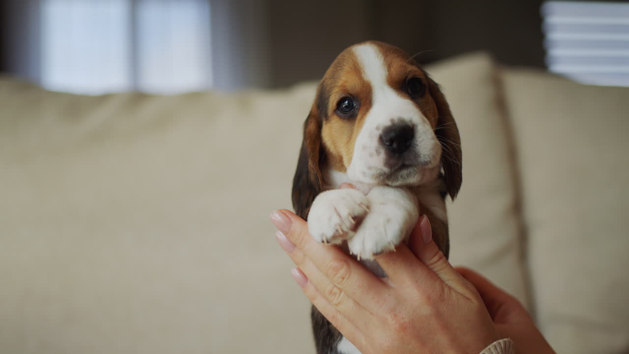 el dueño de la mascota sostiene un lindo cachorro beagle en sus manos, vista trasera