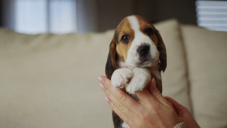 Dueño-De-Mascota-Sostiene-Un-Lindo-Cachorro-Beagle-En-Sus-Manos,-Vista-Trasera