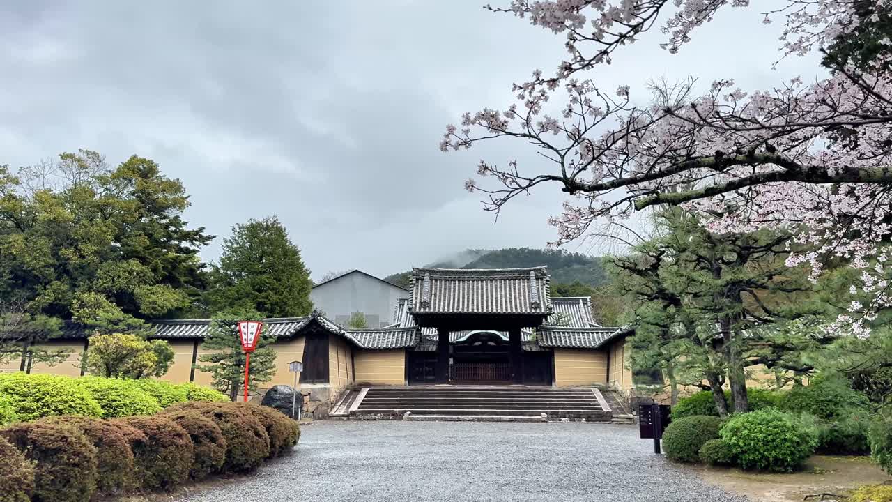 Kirschblüten in Zuishinin Kyoto schaffen eine friedliche Frühlingsszene.