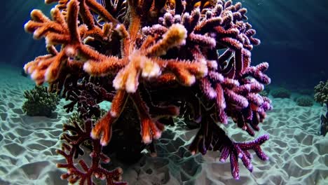 Underwater video of vibrant coral in close-up, low-angle shot