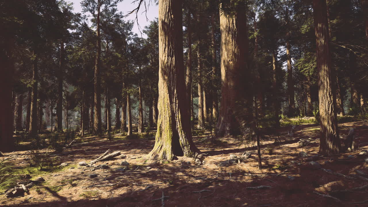 Forest landscape with tall trees and sunlight filtering through branches