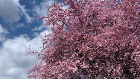 spring pink cherry blossoms with blue sky in hungary